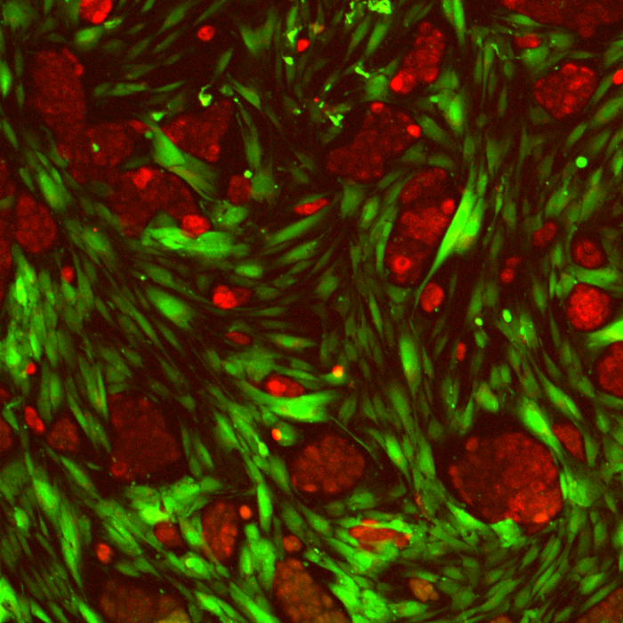Celltracker ibdi 6_corrected