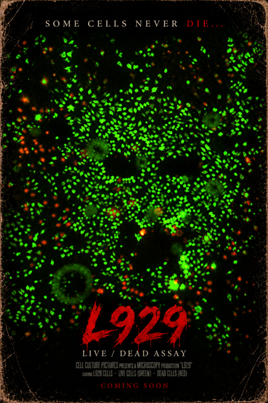 Some Cells Never Die_ L929 (1)